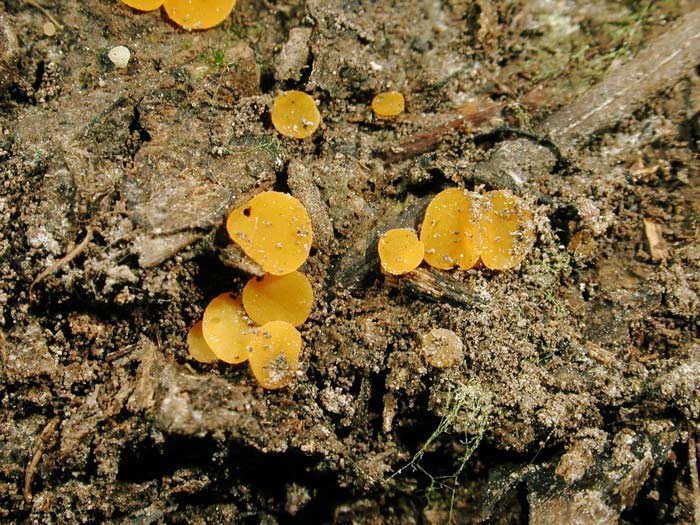 macrostoma