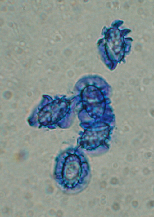 macrostoma