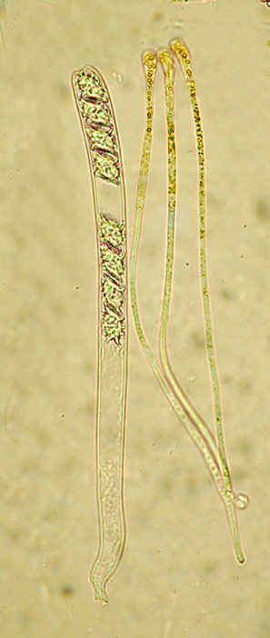 macrostoma