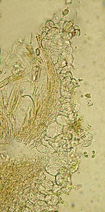 macrostoma