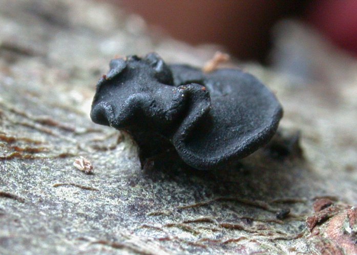 macrostoma