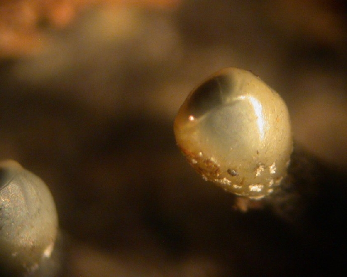macrostoma