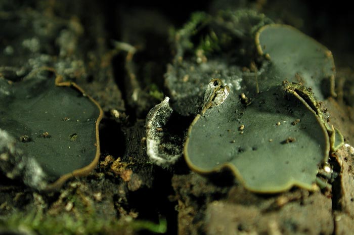 macrostoma