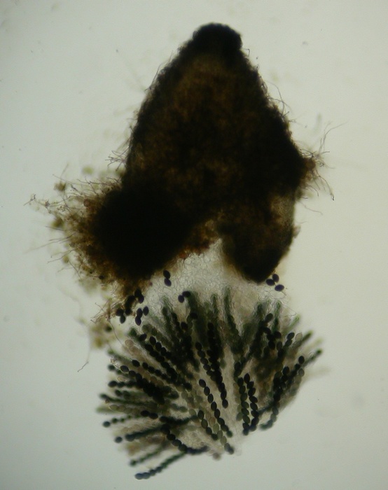 macrostoma