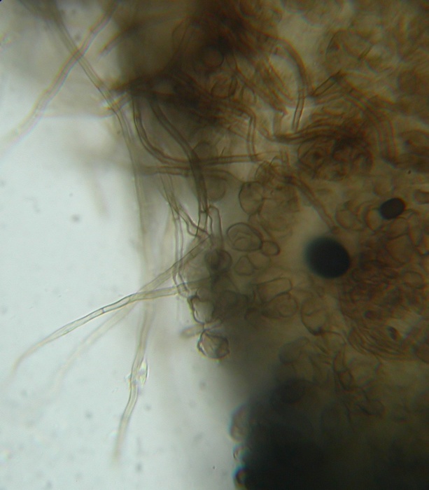 macrostoma