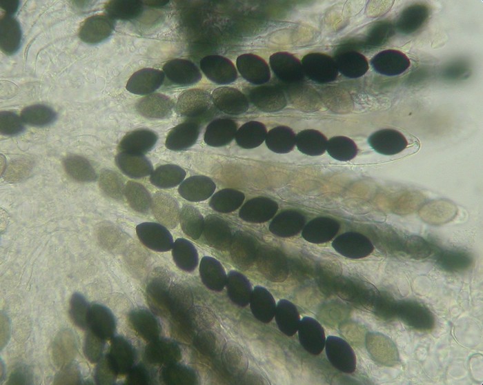 macrostoma