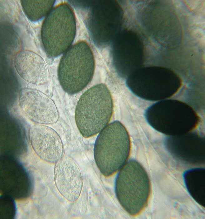macrostoma