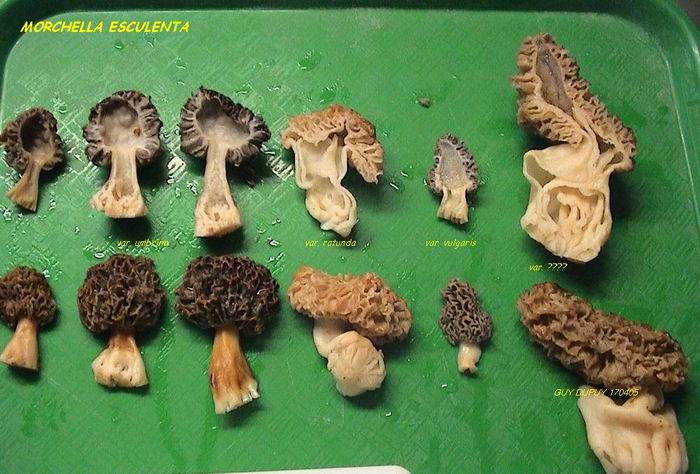 macrostoma