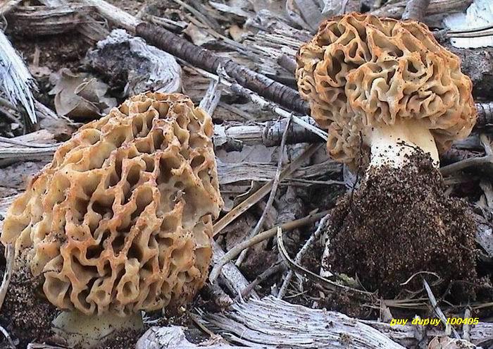 macrostoma