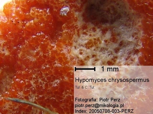 macrostoma