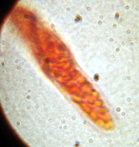macrostoma