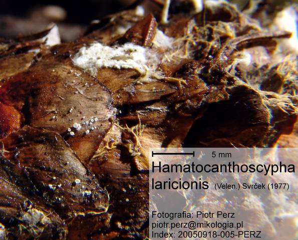 macrostoma