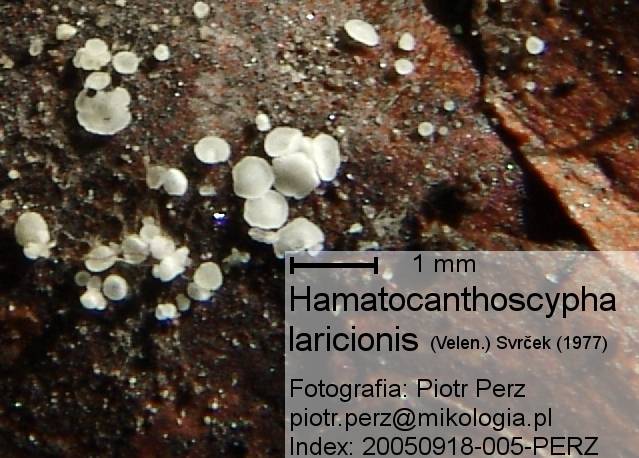 macrostoma