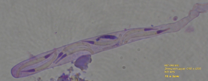 macrostoma
