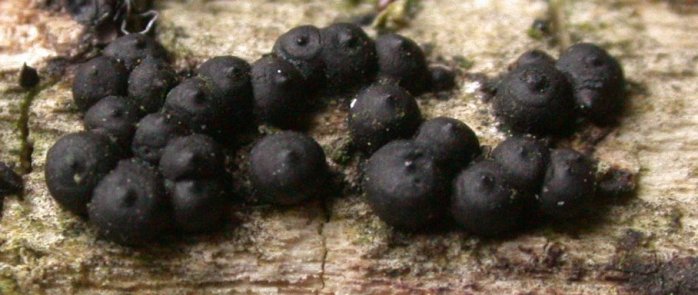 macrostoma