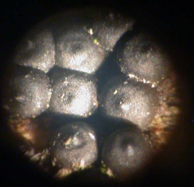 macrostoma