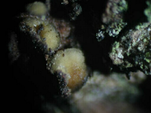 macrostoma