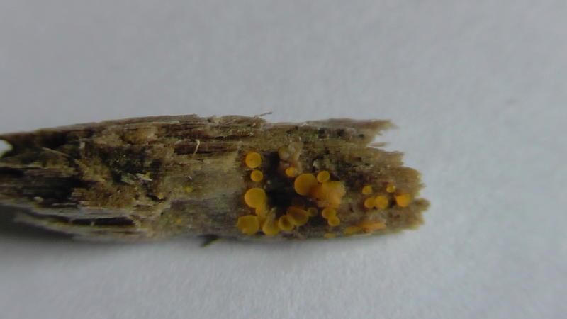 macrostoma