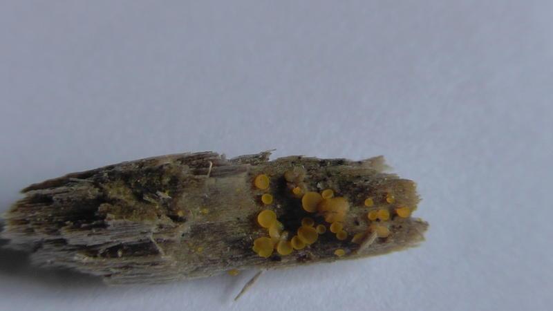 macrostoma