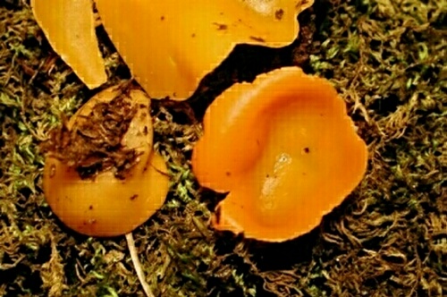 macrostoma