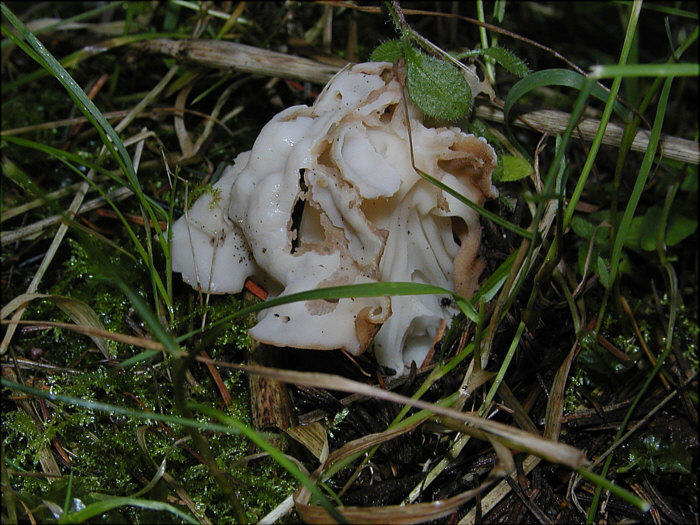 macrostoma