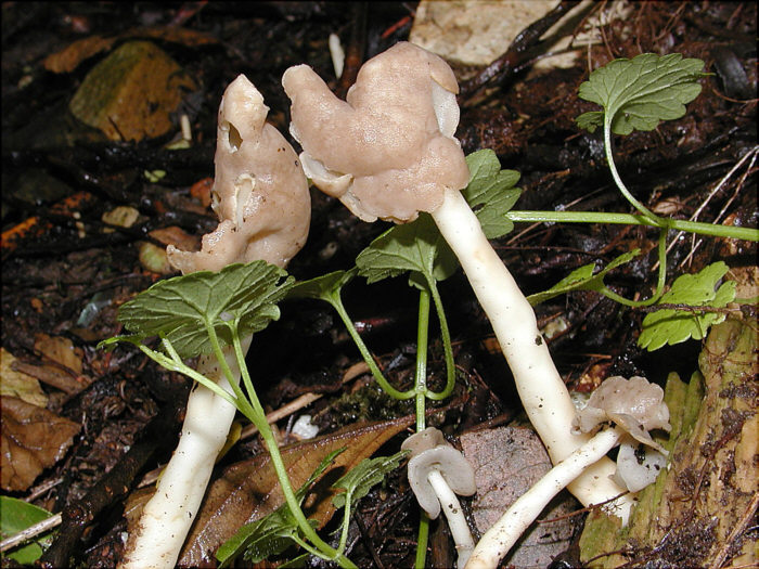 macrostoma