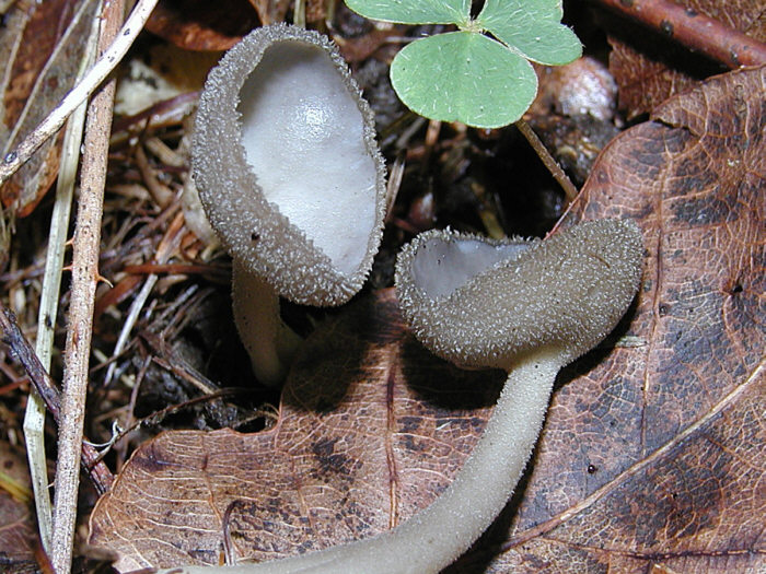 macrostoma