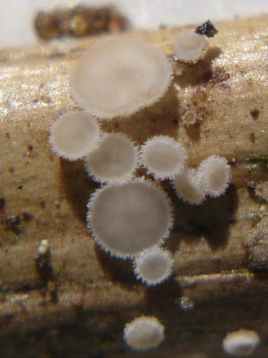 macrostoma