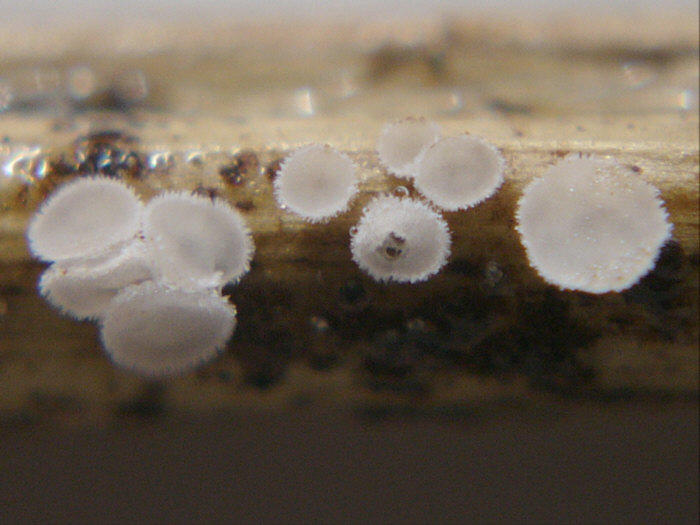 macrostoma
