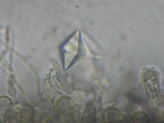 macrostoma