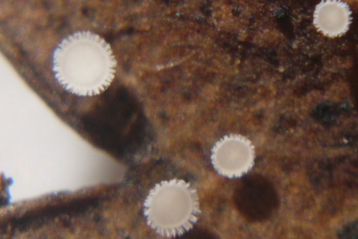 macrostoma
