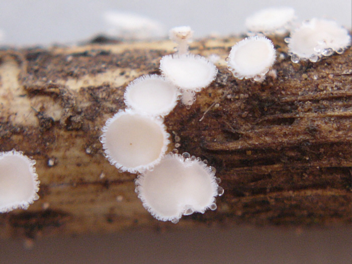 macrostoma