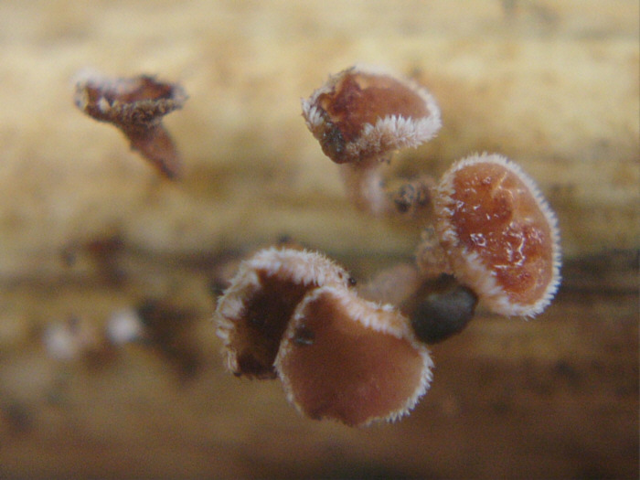 macrostoma