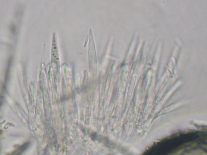macrostoma