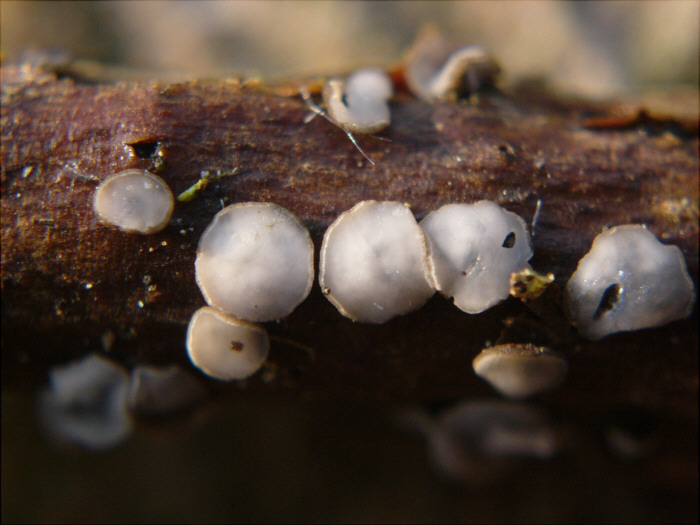 macrostoma