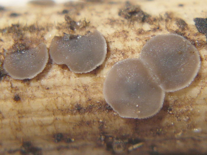 macrostoma