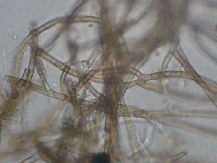 macrostoma