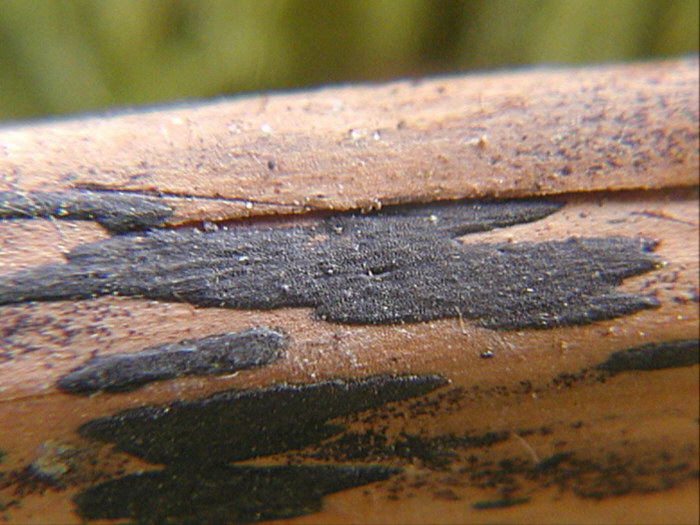 macrostoma