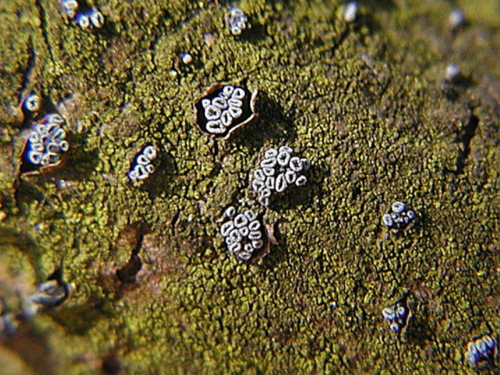 macrostoma