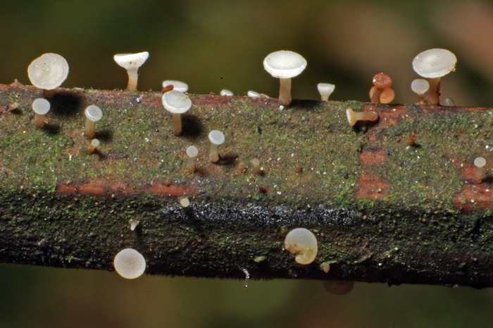 macrostoma