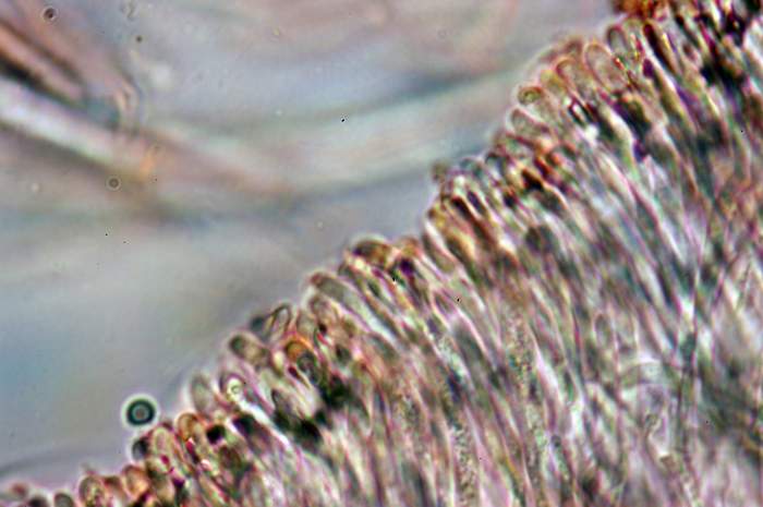 macrostoma