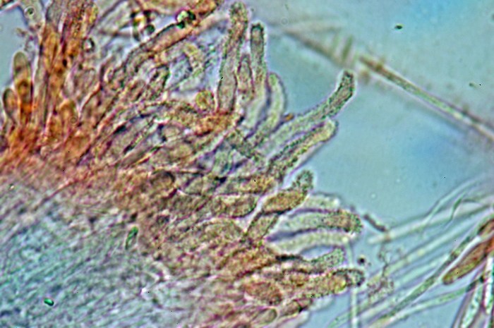 macrostoma