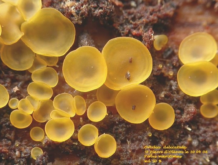 macrostoma