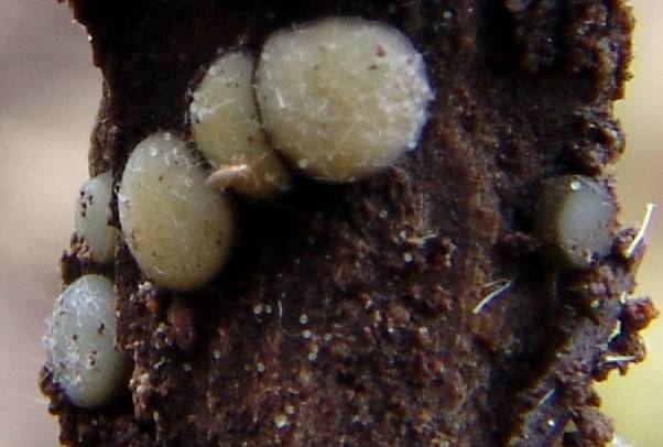 macrostoma