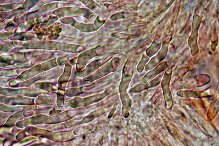 macrostoma
