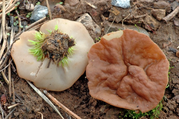 macrostoma