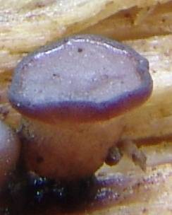 macrostoma