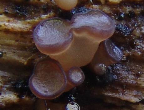 macrostoma