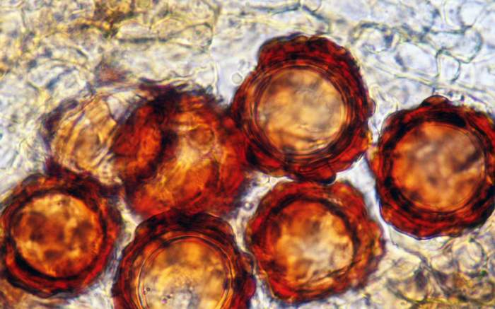macrostoma