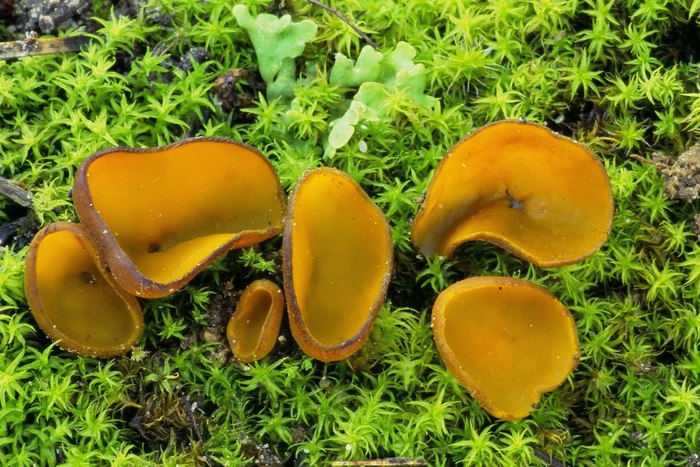 macrostoma